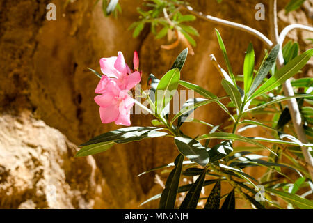 Nerium oleander en fleurs dans un climat aride siq Banque D'Images