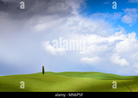 Paysage de Toscane, lonely tree, collines avec des ombres de nuages et de la lumière du soleil sur l'herbe verte au printemps, Val d'Orcia, Toscane, Italie Banque D'Images