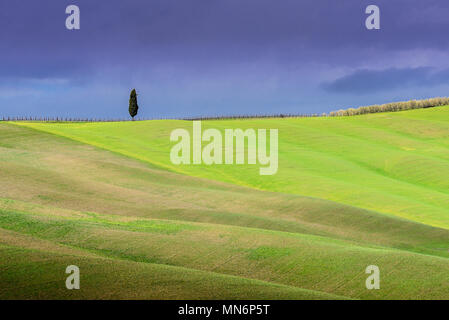 Paysage de Toscane, lonely tree, collines avec des ombres de nuages et de la lumière du soleil sur l'herbe verte au printemps, Val d'Orcia, Toscane, Italie Banque D'Images