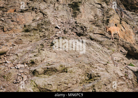 Une jeune chèvre de montagne du Caucase dans un habitat naturel surmonte les montagnes. La survie de l'animal dans des conditions naturelles difficiles. Banque D'Images