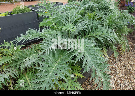 L'artichaut, Cynara cardunculus var. scolymus, Cynara scolymus Banque D'Images