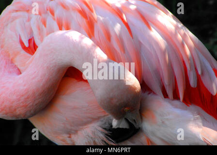 Un gros plan d'un beau flamant rose sauvage avec sa tête sous son aile. Photographié en Afrique du Sud. Banque D'Images