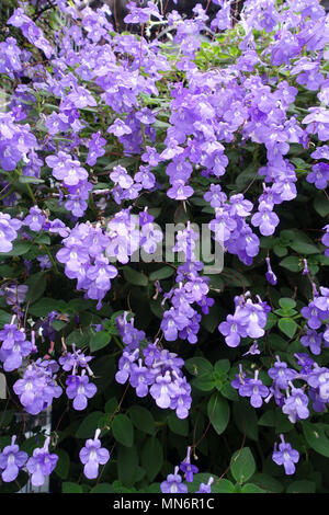 Streptocarpus caulescens ou connu sous le signe de l'usine avec des fleurs violettes Banque D'Images