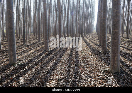 Forêt de peuplier à Fuente Vaqueros, Grenade, Andalousie Banque D'Images