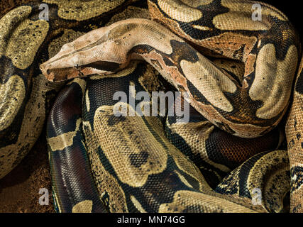 Boa constrictor constrictor - Surinam Guyana - mâle Banque D'Images