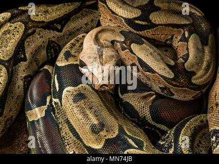 Boa constrictor constrictor - Surinam Guyana. Homme Banque D'Images