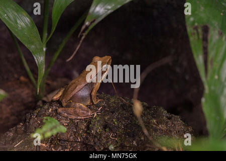 Forêt brillante grenouille Rana (Lithobates warszewitschii), amphibien, Costa Rica, Amérique Centrale Banque D'Images