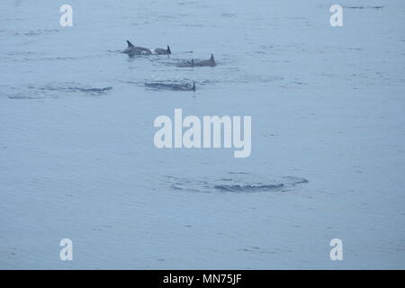 Dauphins dans les Maldives Banque D'Images