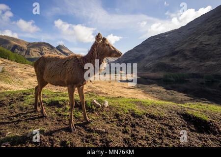 Red Deer Stag après qu'il a perdu de son panache. L'Ecosse Banque D'Images