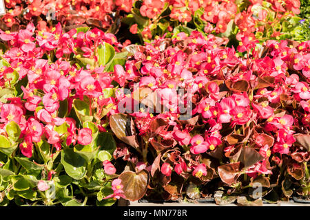 Begonia les pots de fleurs dans un marché aux fleurs Banque D'Images