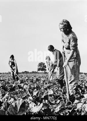 Groupe de femmes travaillant dans les champs de betterave à sucre pendant la saison des récoltes, dans le cadre de la British Women's Land Army pour alimenter l'Angleterre, qui a grand besoin de nourriture durant la Seconde Guerre mondiale, en Angleterre, Royaume-Uni, le Bureau américain de la guerre de l'information, Avril 1943 Banque D'Images