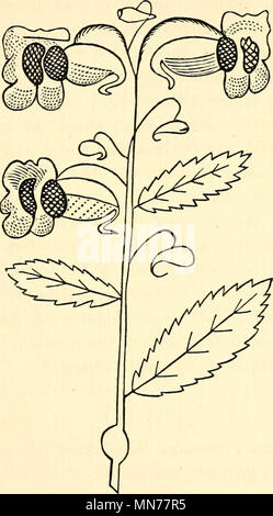 La Nouvelle-angleterre 'raretés découvertes dans les oiseaux, animaux, poissons, serpents, et des plantes de ce pays.' (1865) Banque D'Images