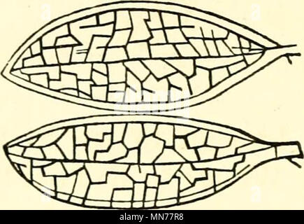 La Nouvelle-angleterre 'raretés découvertes dans les oiseaux, animaux, poissons, serpents, et des plantes de ce pays.' (1865) Banque D'Images