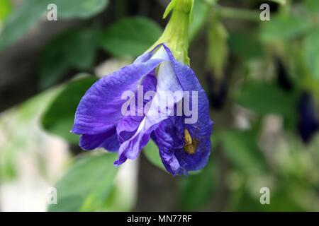 Fleur bleue de Clitoria Ternatea fleurissant dans le jardin au printemps Banque D'Images