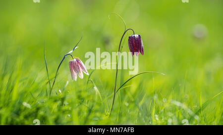 La belle fritillary nommé tête du serpent avec une fleur à carreaux roses et mauves avec un fond vert calme. Uppland, Suède Banque D'Images