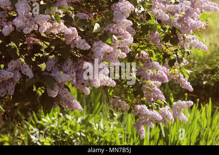 Branche de rose lilas dans un jardin, parc. Belle floraison de fleurs lilas au printemps. Concept de printemps Banque D'Images