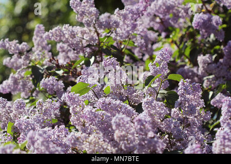 Branche de rose lilas dans un jardin, parc. Belle floraison de fleurs lilas au printemps. Concept de printemps Banque D'Images