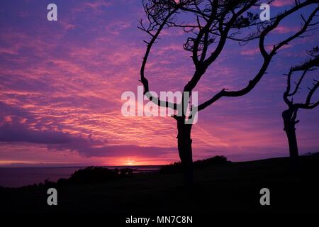 Le vent a balayé la silhouette des arbres au coucher du soleil sur le solent sur l'île de Wight, Royaume-Uni Banque D'Images