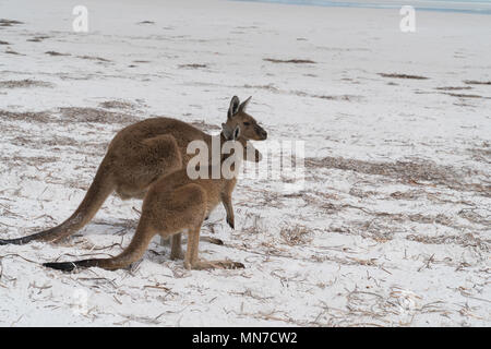 Kangourous sur la plage blanche de Lucky Bay, Cape Le Grand National Park, Australie occidentale Banque D'Images