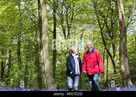 Senior Couple marche main dans la main à travers bois Bluebell Banque D'Images