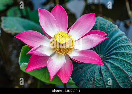 Wild Rose en fleurs fleur de lotus, l'île de Bali, Indonésie Banque D'Images