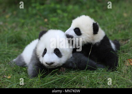 Chengdu Chengdu Chine 14 Mai 18 Chengdu Chine 14eme Mai 18 Le Panda Geant Chengjiu Joue A Base De Recherche De Chengdu Panda Geant Se Reproduisent Dans Chengdu Province Du Sichuan En Chine Du Sud Ouest Le Panda Chengjiu