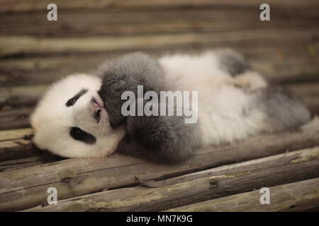 Chengdu Chengdu Chine 14 Mai 18 Chengdu Chine 14eme Mai 18 Le Panda Geant Chengjiu Joue A Base De Recherche De Chengdu Panda Geant Se Reproduisent Dans Chengdu Province Du Sichuan