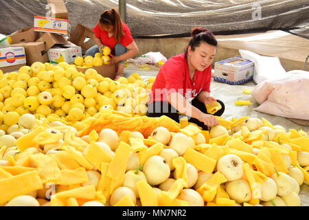 Shijiazhuan Shijiazhuan, Chine. 14 mai, 2018. Shijiazhuang, Chine 14ème Mai 2018 : les paysans sont occupés avec emballage melons à Shijiazhuang, Chine du Nord, Province de Hebei. Crédit : SIPA Asie/ZUMA/Alamy Fil Live News Banque D'Images