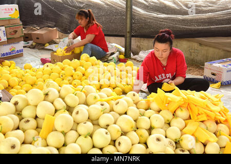 Shijiazhuan Shijiazhuan, Chine. 14 mai, 2018. Shijiazhuang, Chine 14ème Mai 2018 : les paysans sont occupés avec emballage melons à Shijiazhuang, Chine du Nord, Province de Hebei. Crédit : SIPA Asie/ZUMA/Alamy Fil Live News Banque D'Images