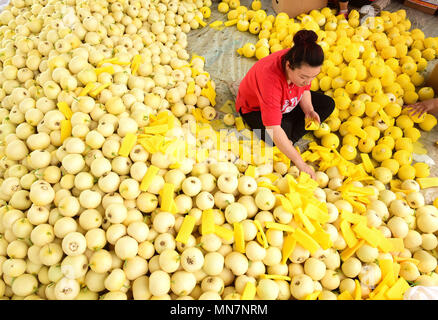 Shijiazhuan Shijiazhuan, Chine. 14 mai, 2018. Shijiazhuang, Chine 14ème Mai 2018 : les paysans sont occupés avec emballage melons à Shijiazhuang, Chine du Nord, Province de Hebei. Crédit : SIPA Asie/ZUMA/Alamy Fil Live News Banque D'Images