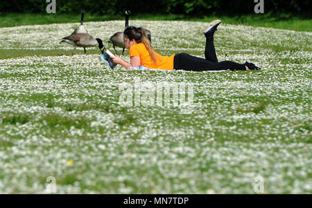 Bolton, Lancashire, UK. 15 mai, 2018. Beau Soleil bat vers le bas sur Bolton comme la dernière période de beau temps frappe le nord-ouest de l'Angleterre. Les températures sont réglées à l'automne demain mais augmentent de nouveau en avance sur le Mariage Royal de semaine. Une jeune femme se détend sur un champ de Daisy's at Moses Gate Country Park. Photo par Paul Heyes, mardi 15 mai, 2018. Crédit : Paul Heyes/Alamy Live News Banque D'Images