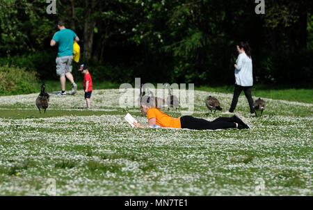 Bolton, Lancashire, UK. 15 mai, 2018. Beau Soleil bat vers le bas sur Bolton comme la dernière période de beau temps frappe le nord-ouest de l'Angleterre. Les températures sont réglées à l'automne demain mais augmentent de nouveau en avance sur le Mariage Royal de semaine. Une jeune femme se détend sur un champ de Daisy's at Moses Gate Country Park. Photo par Paul Heyes, mardi 15 mai, 2018. Crédit : Paul Heyes/Alamy Live News Banque D'Images