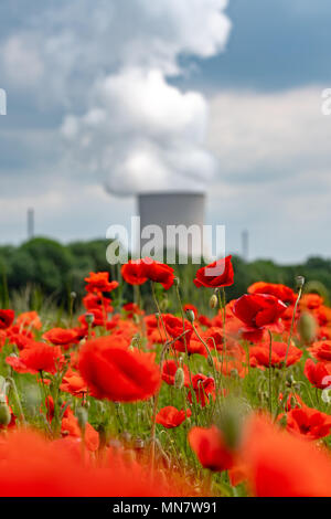 15 mai 2018, l'Allemagne, Landshut : un nuage de vapeur s'élève de la tour de refroidissement de la centrale nucléaire d'Isar II derrière un champ de coquelicots. Photo : Armin Weigel/dpa Banque D'Images