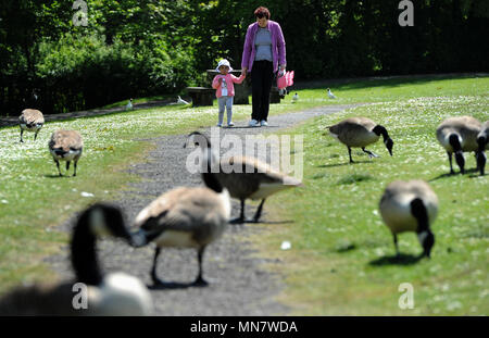 Beau Soleil bat vers le bas sur Bolton comme la dernière période de beau temps frappe le nord-ouest de l'Angleterre. Les températures sont réglées à l'automne demain mais augmentent de nouveau en avance sur le Mariage Royal de semaine. Bénéficiant d'une promenade à travers Moïse Gate Country Park. Photo par Paul Heyes, mardi 15 mai, 2018. Crédit : Paul Heyes/Alamy Live News Banque D'Images