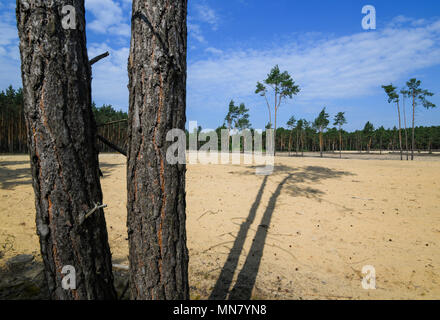 15 mai 2018, l'Allemagne, Bugk : Pins ombres sur un espace ouvert de sable du Sahara "Bugker Dahme-Heideseen' dans la Nature Park près de Fürstenwalde. Récemment, le sentier éducatif "Bugk et son Sahara" a été ouvert ici. Le sentier mène le long de près de trois kilomètres de paysages culturels variés - un conte de fée forêt pleine de lichens et de pins noueux, le Glienitzberg avec ses pentes à sec, le grand Wucksee et tonnes de sable - le Bugker "Sahara occidental". Photo : Patrick Pleul/dpa-Zentralbild/ZB Banque D'Images