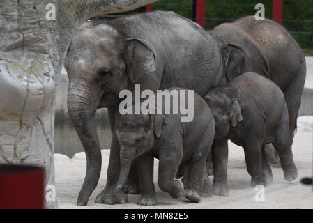 Madrid, Espagne. 14 mai, 2018. Le bébé éléphant Sumatra 'Vera', left, photographié avec sa famille à Madrid zoo. 'Vera', qui est arrivé le 21 mars 2017 avec un poids de 80 kilogrammes après 21 mois de gestation, ont atteint la première année et deux mois de vie avec une excellente santé, selon l'Arrangement de Madrid les gardiens de zoo. Credit : Jorge Sanz/Pacific Press/Alamy Live News Banque D'Images