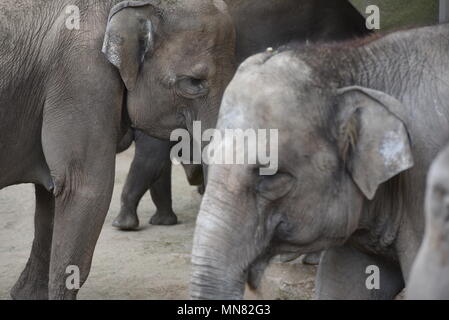 Madrid, Espagne. 14 mai, 2018. Les éléphants de Sumatra au zoo de Madrid. Credit : Jorge Sanz/Pacific Press/Alamy Live News Banque D'Images