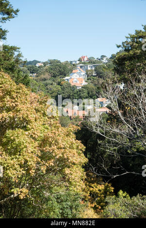 Jardin botanique de Wellington en automne, Wellington, Nouvelle-Zélande Banque D'Images