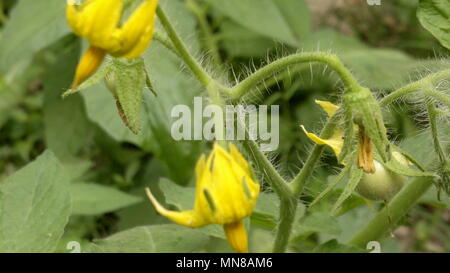 Manoranjan Mishra Photography / Stockimo / Alamy Stock Photo Banque D'Images