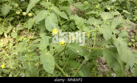 Manoranjan Mishra Photography / Stockimo / Alamy Stock Photo Banque D'Images