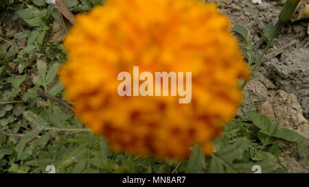 Manoranjan Mishra Photography / Stockimo / Alamy Stock Photo Banque D'Images