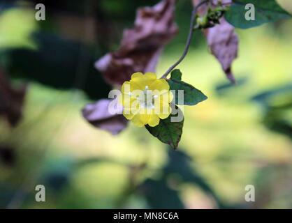 Manoranjan Mishra Photography / Stockimo / Alamy Stock Photo Banque D'Images