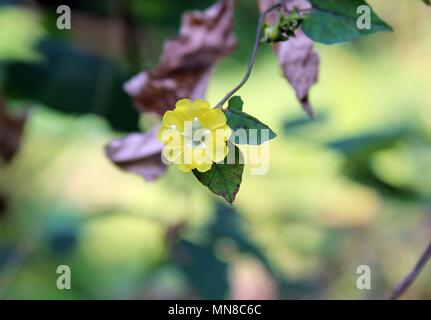 Manoranjan Mishra Photography / Stockimo / Alamy Stock Photo Banque D'Images