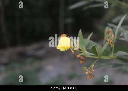 Manoranjan Mishra Photography / Stockimo / Alamy Stock Photo Banque D'Images