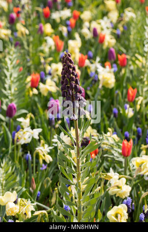 Fritillaria persica et fleurs dans un jardin en fleurs Banque D'Images