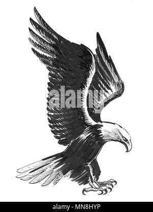 Aigle volant. Dessin noir et blanc Encre Banque D'Images