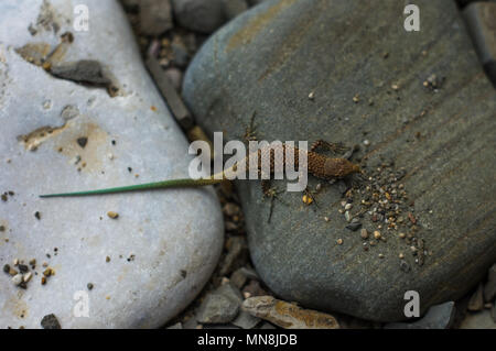 Un petit lézard tacheté brun vert avec queue, couché sur la mer de cailloux, macro, close-up Banque D'Images