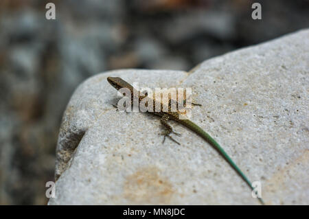 Un petit lézard tacheté brun vert avec queue, couché sur la mer de cailloux, macro, close-up Banque D'Images