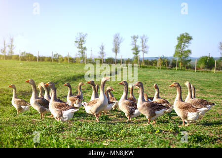 Oies dans une ferme avicole traditionnel. L'agriculture. Banque D'Images