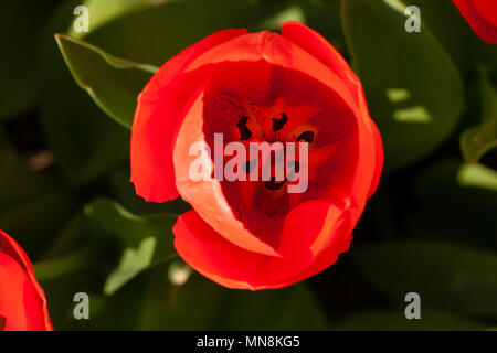 Vue supérieure de tulipes Banque D'Images
